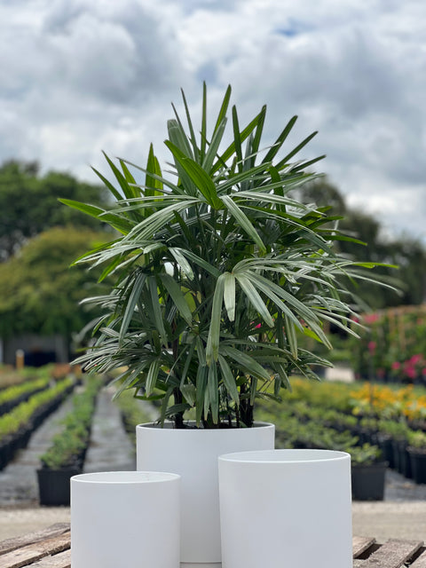 lady palm plant benefits Lady Palm for Sale