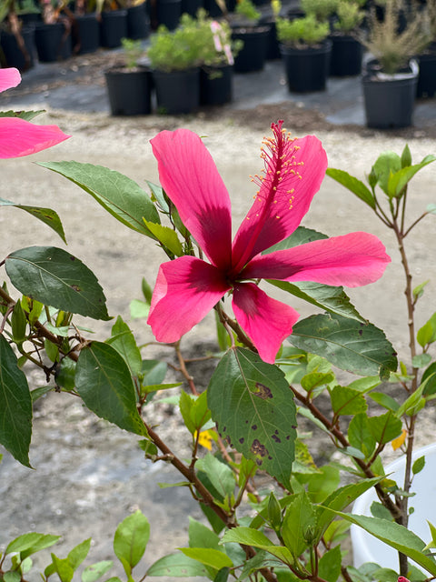Hibiscus Bush Snow Queen (Hibiscus rosa-sinensis)