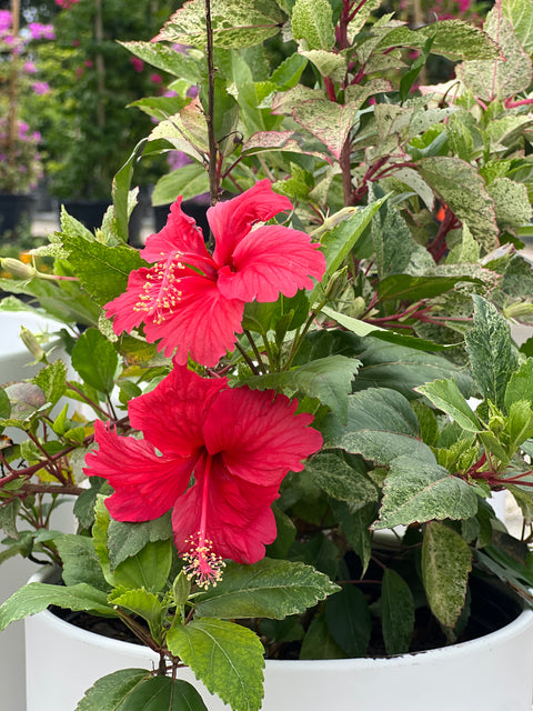 Hibiscus Bush Snow Queen (Hibiscus rosa-sinensis)