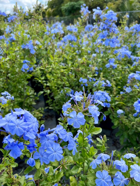 Plumbago Blue (Plumbago Auriculata 'Blue Escape') from Bird of Paradise USA 01