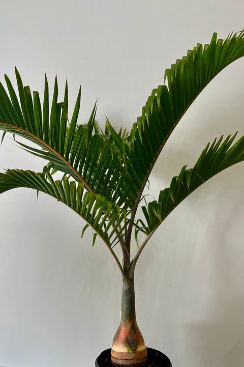 Bottle Palm (Hyophorbe lagenicaulis)