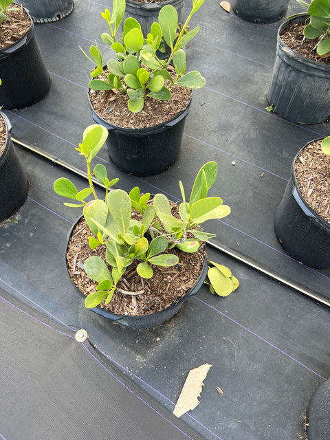 Clusia Dwarf Rosea Large Leaf Standard (Clusia rosea) from Bird of Paradise USA 04