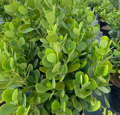 Clusia Dwarf Rosea Large Leaf Standard (Clusia rosea) from Bird of Paradise USA 02