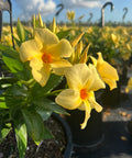 Allamanda Bush Yellow (Allamanda cathartica) from Bird of Paradise USA 03