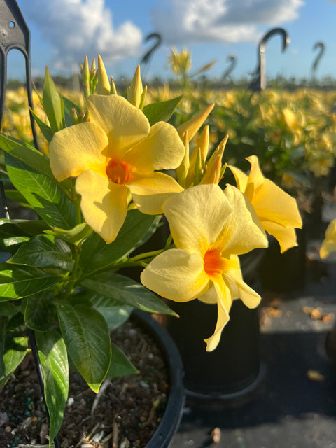 Allamanda Bush Yellow (Allamanda cathartica) from Bird of Paradise USA 03