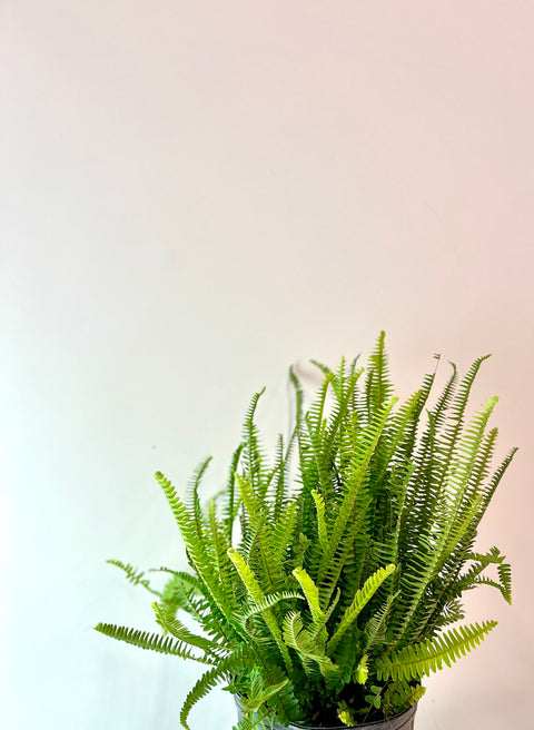 Swordfern (Nephrolepis cordifolia)