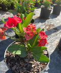 Crown Of Thorn Sonoma Red Korolla (Euphorbia milii) from Bird of Paradise USA 02