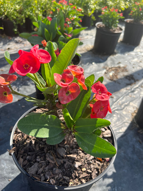 Crown Of Thorn Sonoma Red Korolla (Euphorbia milii) from Bird of Paradise USA 02