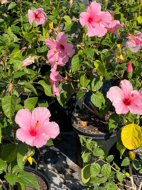 Hibiscus Standard Seminole Pink (rosa-sinensis) from Bird of Paradise USA 01