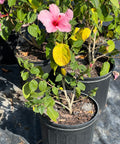 Hibiscus Standard Seminole Pink (rosa-sinensis) from Bird of Paradise USA 06