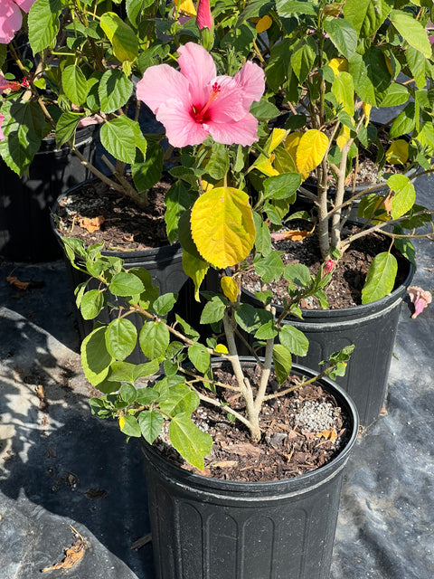 Hibiscus Standard Seminole Pink (rosa-sinensis) from Bird of Paradise USA 06