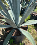 American Century Plant (Agave Americana) from Plantology USA 01