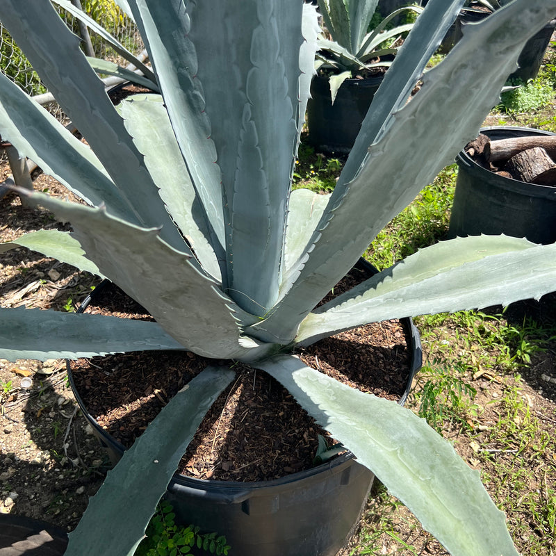 American Century Plant (Agave Americana)