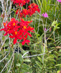 Red Epidendrum Ground Orchid (Epidendrum spp.) from Bird of Paradise USA 02
