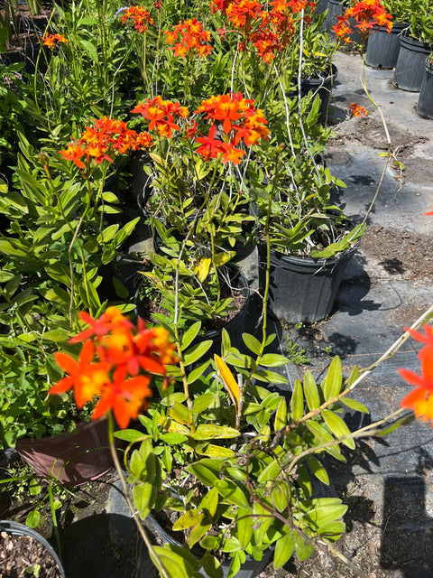 Epidendrum Ground Orchid Orange (Epidendrum spp.) from Bird of Paradise USA 01