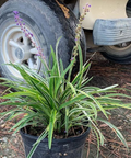 Azteca Grass Liriope Muscari 'Variegata' (Ophiopogon intermedius) from Bird of Paradise USA 04