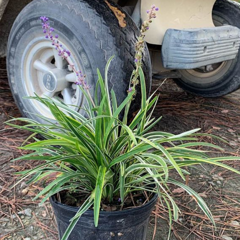 Azteca Grass Liriope Muscari 'Variegata' (Ophiopogon intermedius) from Bird of Paradise USA 04