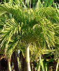 Adonidia Palm Double - Christmas Palm (Adonidia merrillii) from Bird of Paradise USA 03