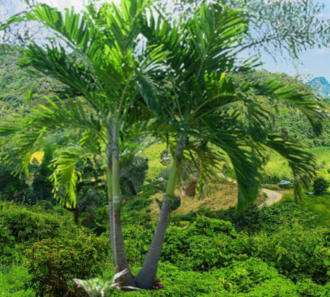 Adonidia Palm Double - Christmas Palm (Adonidia merrillii) from Bird of Paradise USA 01