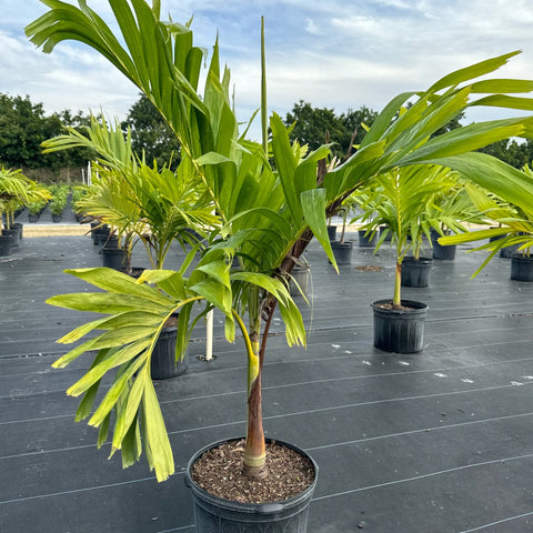 Christmas Palm Single (Veitchia merrillii)