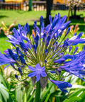 Agapanthus Lily Of The Nile, Blue (Agapanthus praecox subsp. orientalis) - Bird of ParadiseUSA - Small