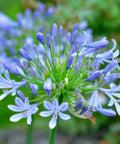 Agapanthus Lily Of The Nile, Blue (Agapanthus praecox subsp. orientalis) - Bird of ParadiseUSA - Small