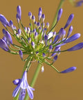 Agapanthus Lily Of The Nile, Blue (Agapanthus praecox subsp. orientalis) - Bird of ParadiseUSA - Small
