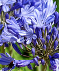 Agapanthus Lily Of The Nile, Blue (Agapanthus praecox subsp. orientalis) - Bird of ParadiseUSA - Small