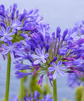 Agapanthus Lily Of The Nile, Blue (Agapanthus praecox subsp. orientalis) - Bird of ParadiseUSA - Small