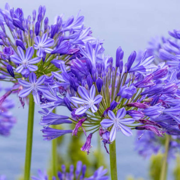 Lily Of The Nile (Agapanthus praecox)