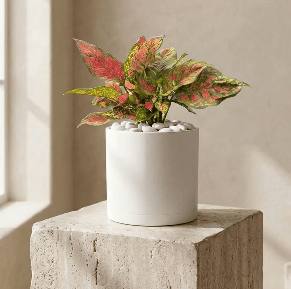 Aglaonema ‘Siam Red’