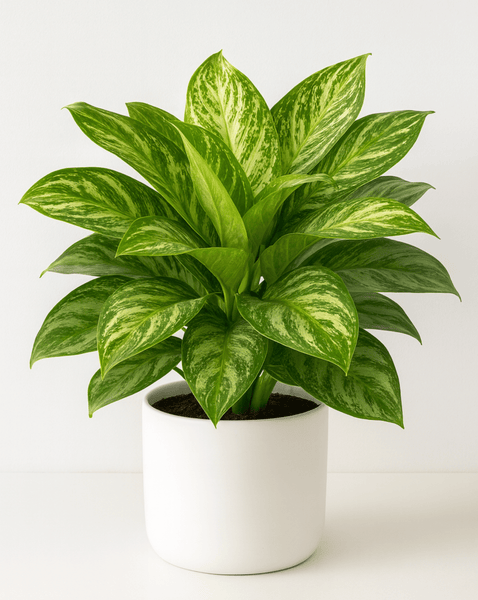 Aglaonema 'Silver Bay'