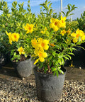Allamanda Bush Yellow (Allamanda cathartica) - Bird of ParadiseUSA - Medium