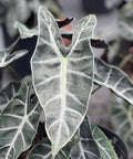 Alocasia amazonica (Polly) - Bird of Paradise USA - 3 Gallon