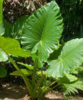 Alocasia "Borneo Giant" (Alocasia macrorrhizos) - Bird of ParadiseUSA - Large 36"