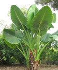 Alocasia "Borneo Giant" (Alocasia macrorrhizos) - Bird of ParadiseUSA - Large 36"