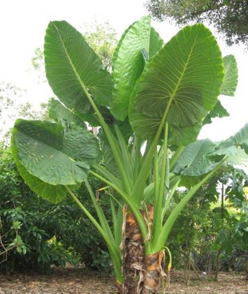 Alocasia "Borneo Giant" (Alocasia macrorrhizos) - Bird of ParadiseUSA - Large 36"
