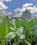 Alocasia 'Calidora', Elephant Ear (Alocasia Calidora) - Plantology USA - Grower's Pick 4 - 6 Feet