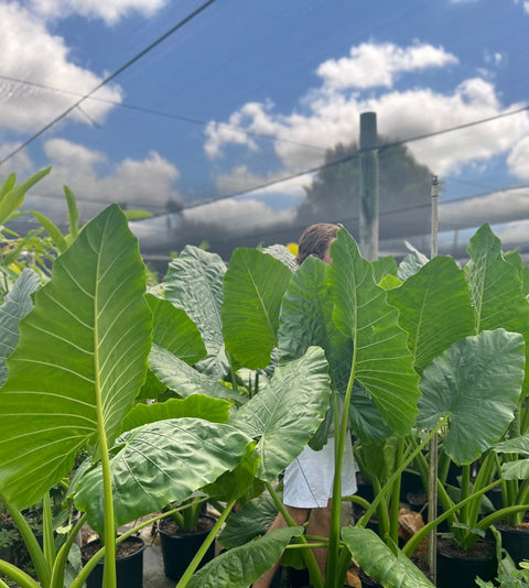 Alocasia 'Calidora', Elephant Ear (Alocasia Calidora) - Plantology USA - Grower's Pick 4 - 6 Feet