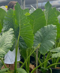 Alocasia 'Calidora', Elephant Ear (Alocasia Calidora) - Plantology USA - Grower's Pick 4-6 Feet