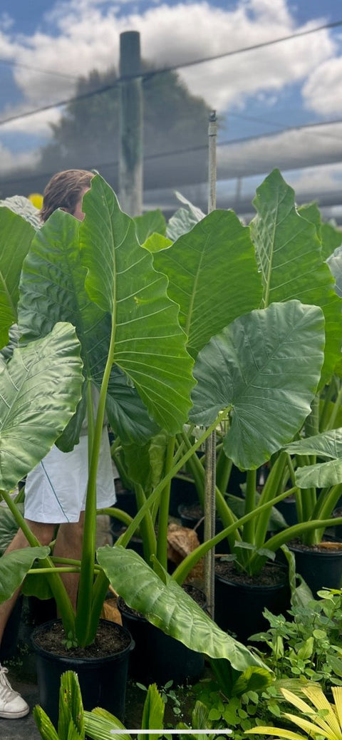 Alocasia 'Calidora', Elephant Ear (Alocasia Calidora) - Plantology USA - Grower's Pick 4-6 Feet