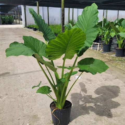 Alocasia 'Calidora', Elephant Ear (Alocasia Calidora) - PlantologyUSA - 3 Gallon
