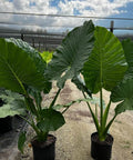 Alocasia 'Calidora', Elephant Ear (Alocasia Calidora) - PlantologyUSA - 3.5-5 feet