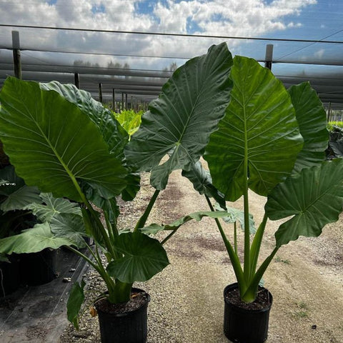 Alocasia 'Calidora', Elephant Ear (Alocasia Calidora) - PlantologyUSA - 3.5-5 feet