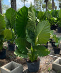 Alocasia 'Calidora', Elephant Ear (Alocasia Calidora) - PlantologyUSA - 3.5-5 feet