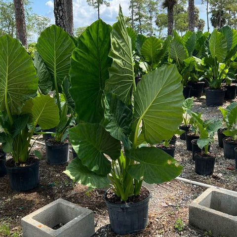 Alocasia 'Calidora', Elephant Ear (Alocasia Calidora) - PlantologyUSA - 3.5-5 feet