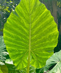 Alocasia 'Calidora', Elephant Ear (Alocasia Calidora) - PlantologyUSA - Large