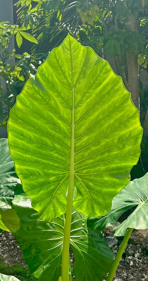 Alocasia 'Calidora', Elephant Ear (Alocasia Calidora) - PlantologyUSA - Large