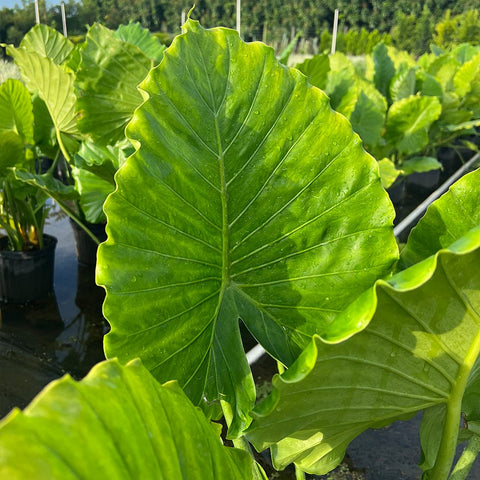 Alocasia California ( Alocasia odora 'California' ) - Bird of ParadiseUSA - 2-3.5 feet