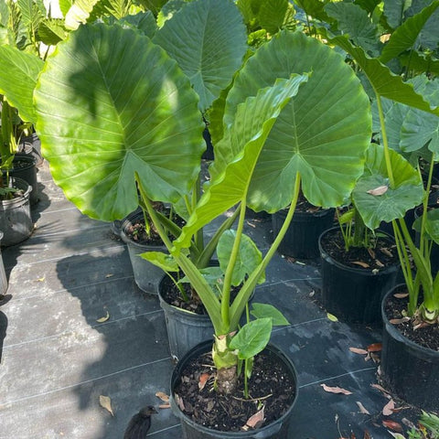 Alocasia California ( Alocasia odora 'California' ) - Bird of ParadiseUSA - 3.5-5 feet